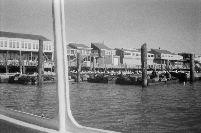 Pier 39 Seals shot on Kosmo Foto Agent Shadow with a Olympus TripMD3, developed at The Film Safe, by Ben