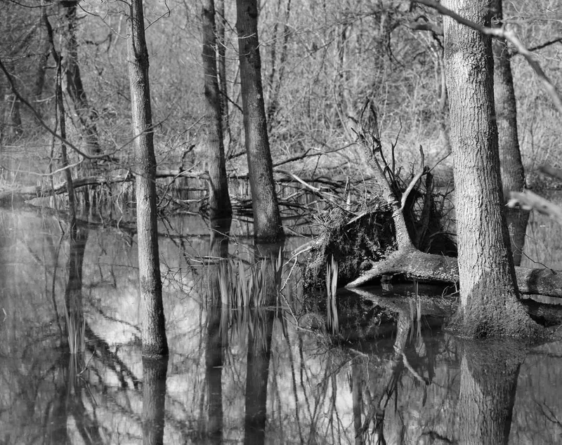 The marsh shot on Ilford Ortho Plus 80 with a Chamonix 45F-2, developed at Home / Self-Developed, by Patrick Marquetecken