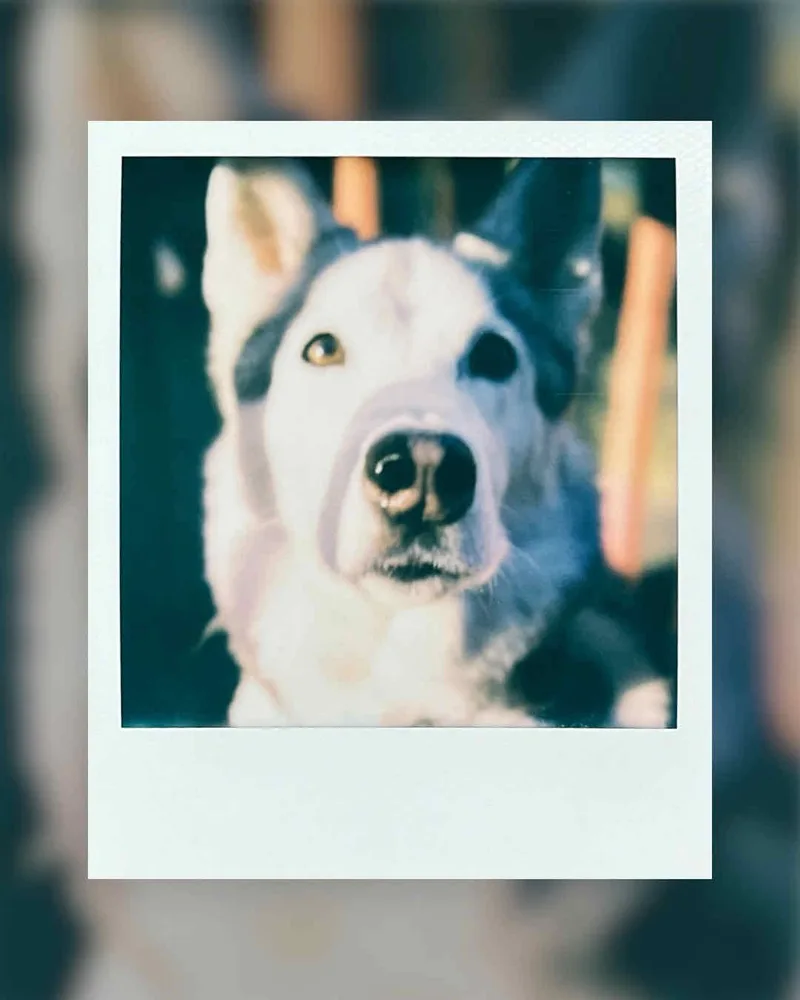 Sunny weekend ahead shot on Polaroid SX-70 with a Polaroid SX-70, by Jones