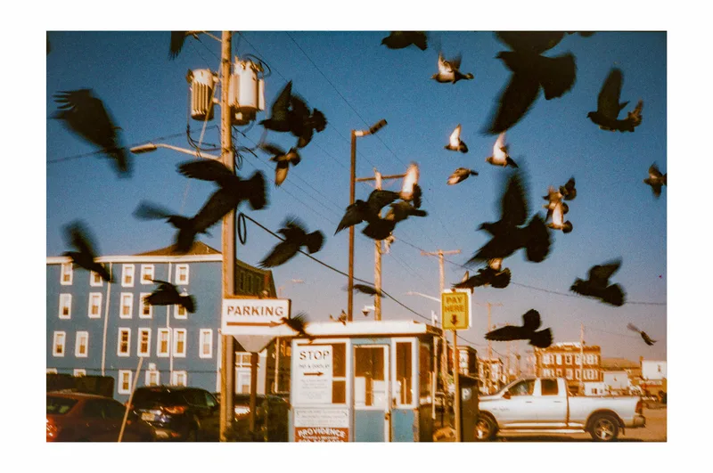 Flocked shot on Cinestill 800T with a Nikon F2