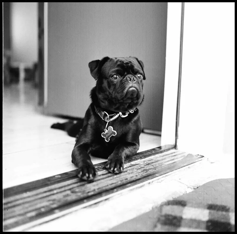My dog shot on Kodak Tri-X 400 with a Yashica Mat, developed at Fromex, by Angel.