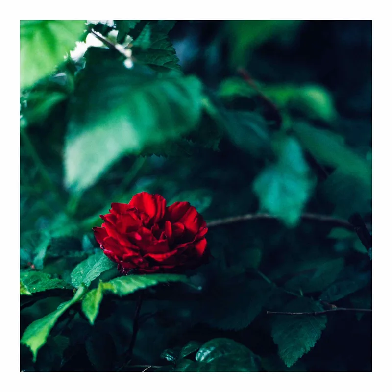 Film photo shot on Fujifilm Provia 400X with a Hasselblad 2000 FC/M, developed at Home / Self-Developed, by Alex
