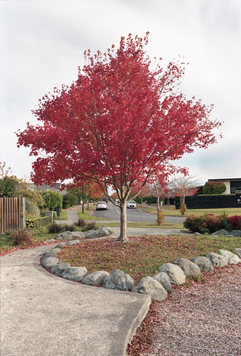 autumn colours in a local park shot on Kodak Portra 400 with a Pentax MZ-S, developed at Home / Self-Developed, by ap4y
