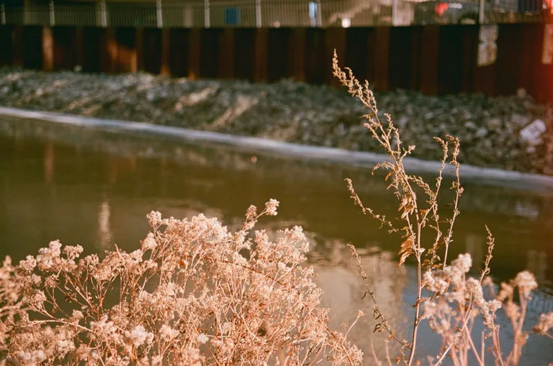 Film photo shot on Film Photography Project Color 125 with a Canon EOS Elan 7, developed at Reformed Film Lab, by parker