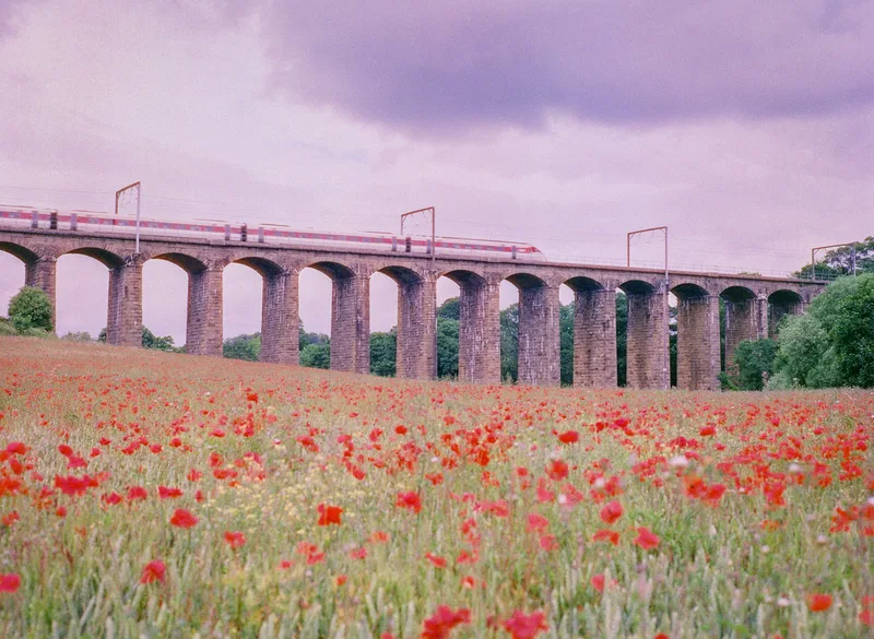 Poppy flyover shot on Harman Phoenix II with a Mamiya M645 1000s, developed at Not Quite North, by Guesty