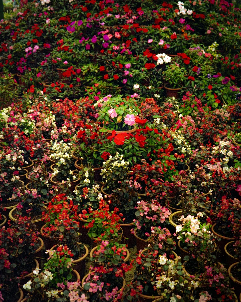 Cool Flowers shot on Kodak Vision3 250D with a Pentax KM, developed at CPB Darkroom, by abjayan