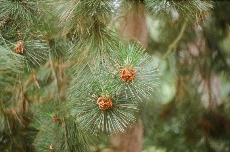 Pine tree. shot on Fujifilm FujiColor C100 with a Zenit E, developed at The Minilab, by Owen