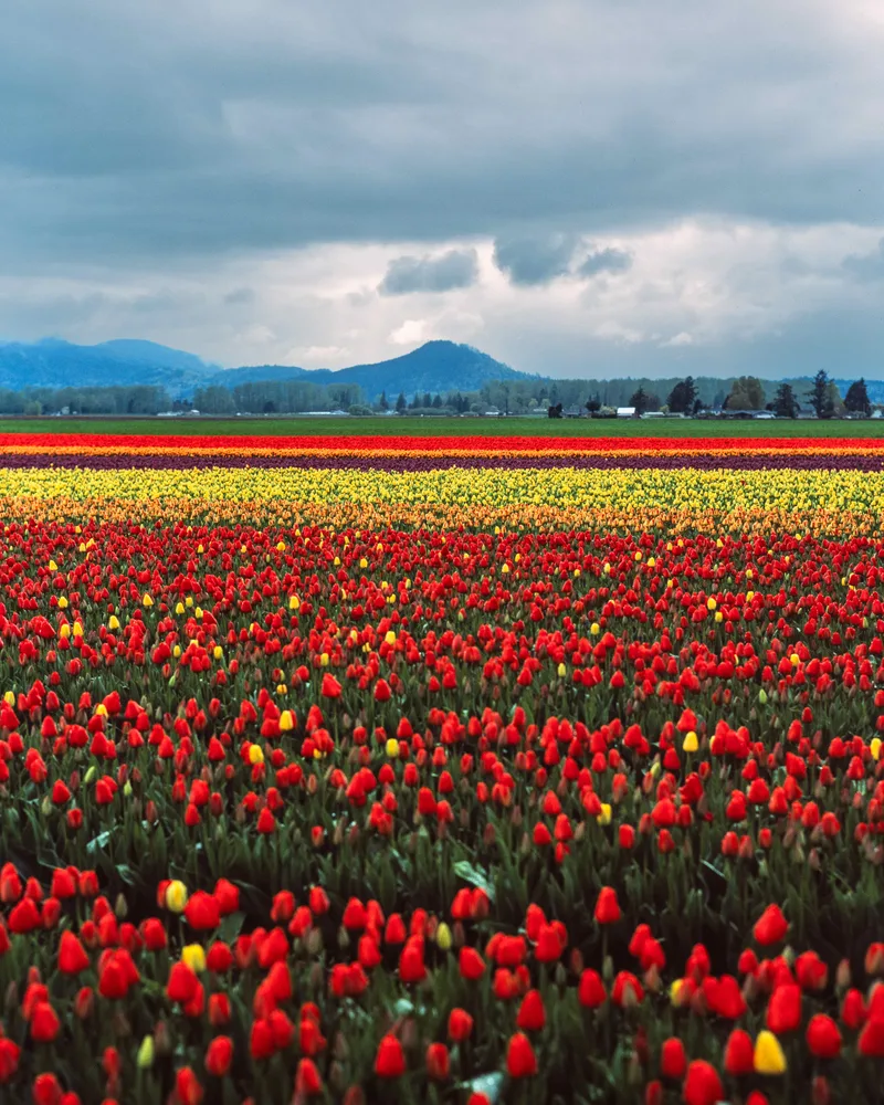 Skagit Valley shot on Fujifilm Velvia 50 with a Fujica G690 BLP, developed at Home / Self-Developed, by Stephen Whitaker
