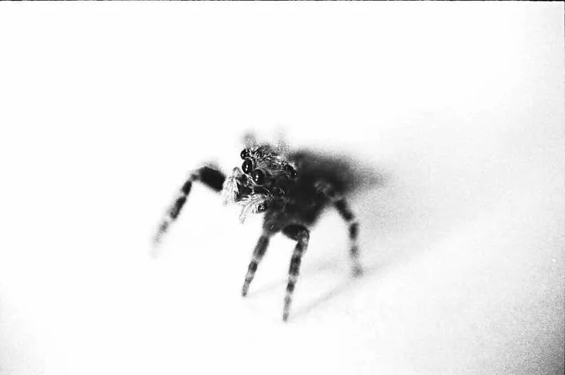 Film photo shot on Kodak T-Max P3200 with a Canon EOS 5