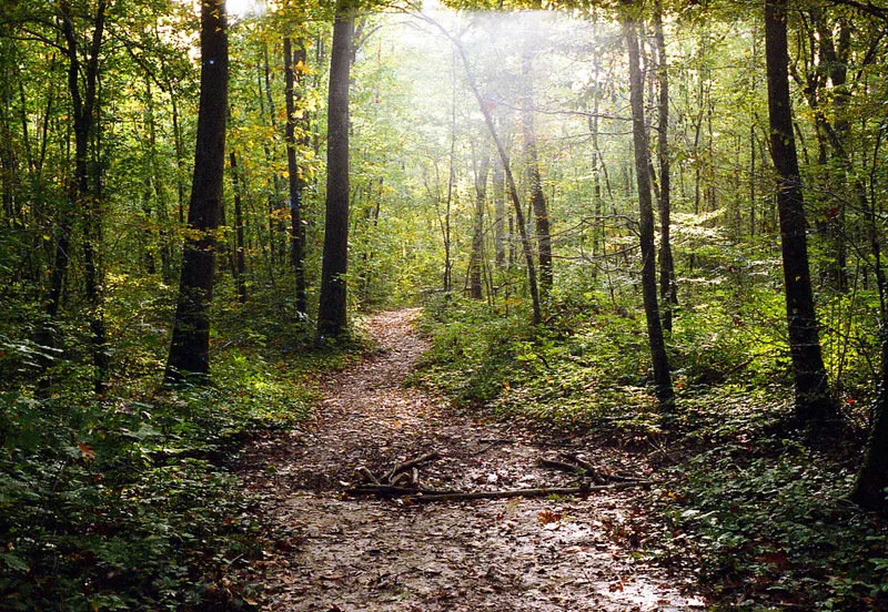 Woods shot on Sunbath 250D with a Rollei 35, by MARCO PHOTOS
