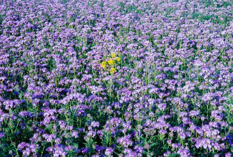 Film photo shot on Kodak Gold 200 with a Olympus Superzoom 700 XB, by Laura