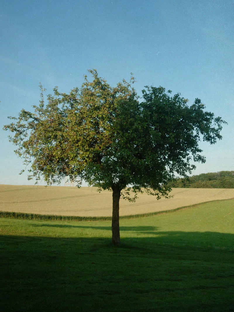 The Helios 44 Sequences shot on Generic ISO 200 with a Canon EOS 50E, developed at Home / Self-Developed, by Adam D'Auria