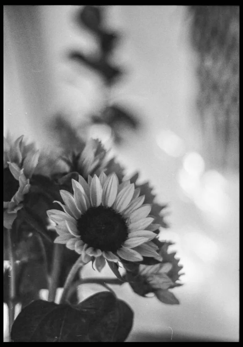 Film photo shot on Ilford Kentmere Pan 200 with a Nikon FM2n, developed at Rossmann, by Frank