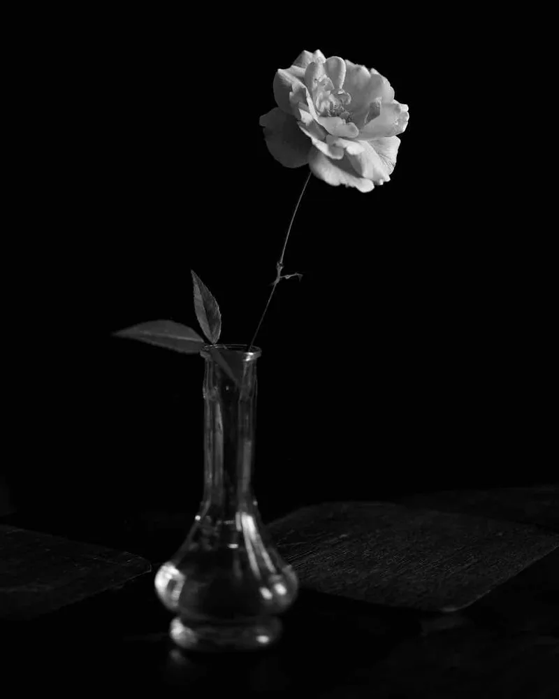 Fleur d’églantier shot on Ilford FP4 Plus 125 with a Intrepid 4x5 MK2, developed at Home / Self-Developed, by David Reynier