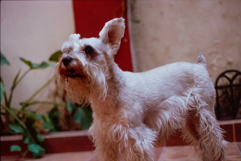 Dog shot on Kodak Ektachrome E100 with a Canon AE-1, developed at Specto Galería, by Nathan