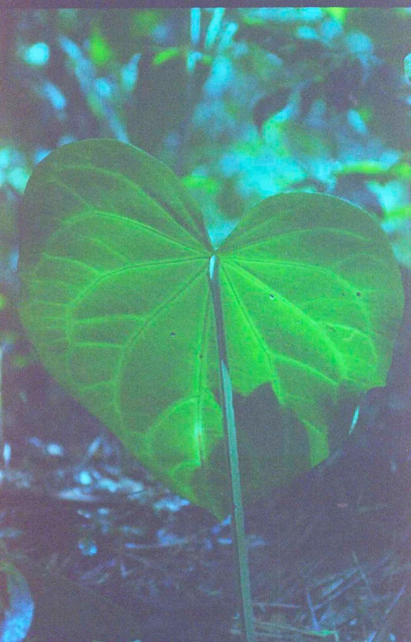 Film photo shot on Dubblefilm Pacific 400 with a Leica R8, developed at Fotocomputo, by Paula