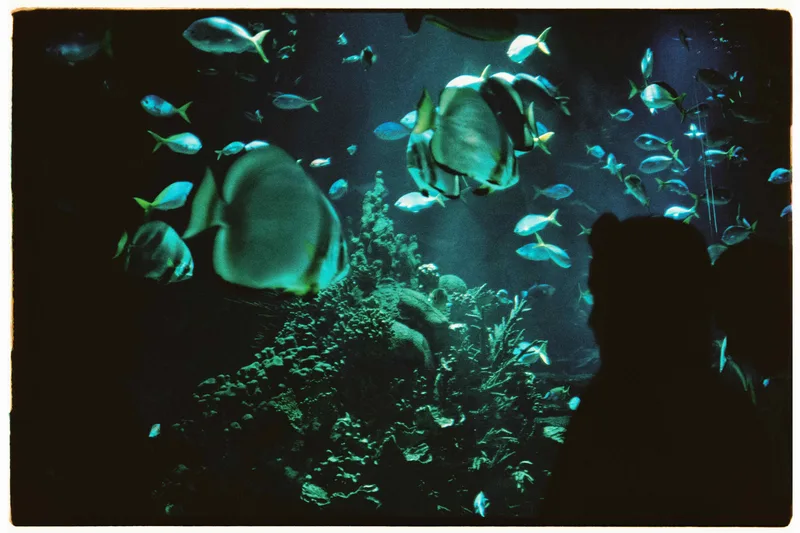 Peces shot on Kodak Aerocolor 125 with a Olympus OM-1, developed at Carmencita, by Rafa Balaguer