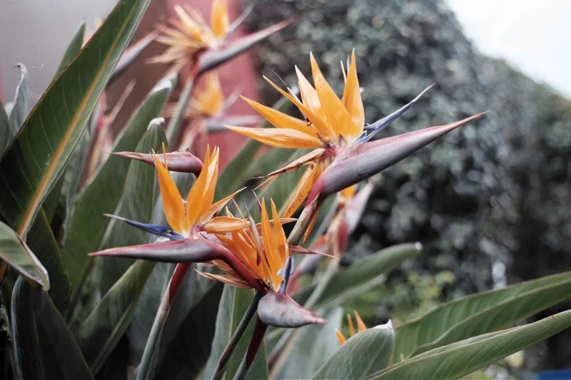 Birds of Paradise shot on Kodak Portra 400 with a Minolta SR-T 100, by TlatoanitoPics
