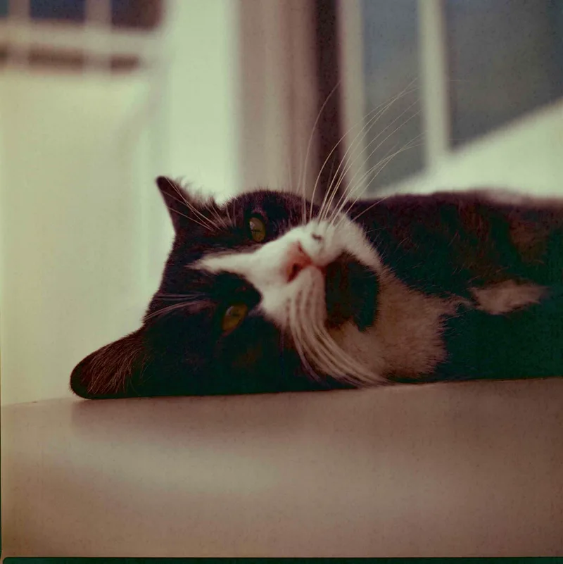 Tux shot on Kodak Ektachrome 100VS with a Yashica Mat 124G, developed at Carmencita, by Faisal
