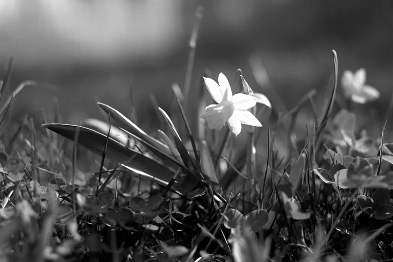 Osamělý narcis... shot on Ilford PanF Plus 50 with a Fuji GX680III, developed at Home / Self-Developed, by Patrik Čmejla