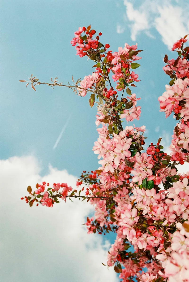Spring shot on Kodak Gold 200 with a Contax G1, developed at Urbanfilmlab, by André Duhme