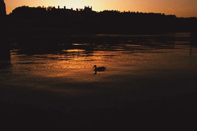 Canard shot on Lucky C200 with a Minolta SR-T 100X, by 400grains
