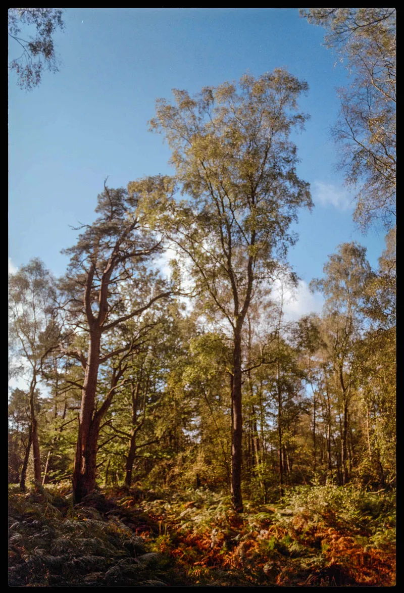 Tall Trees shot on Kodak Gold 200 with a Pentax LX, developed at Southsun, by Stuart Leeds