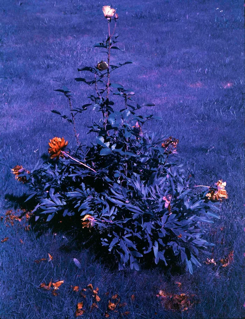 Rose shot on Lomography LomoChrome Purple 100 with a Fujica G690 BLP, by И{
