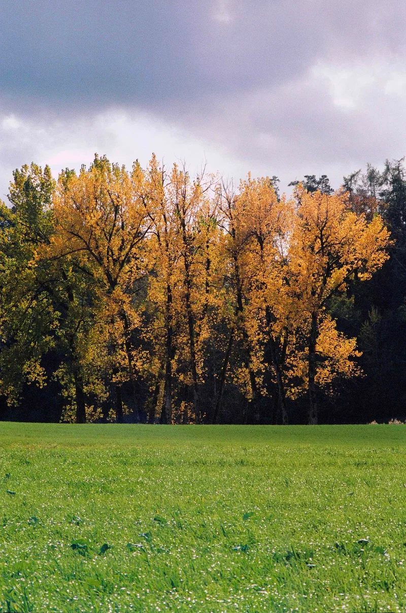 AutumnTrees shot on Kodak Portra 400 with a Minolta SR-T 303, developed at Foto Zumstein Zürich, by Aderin