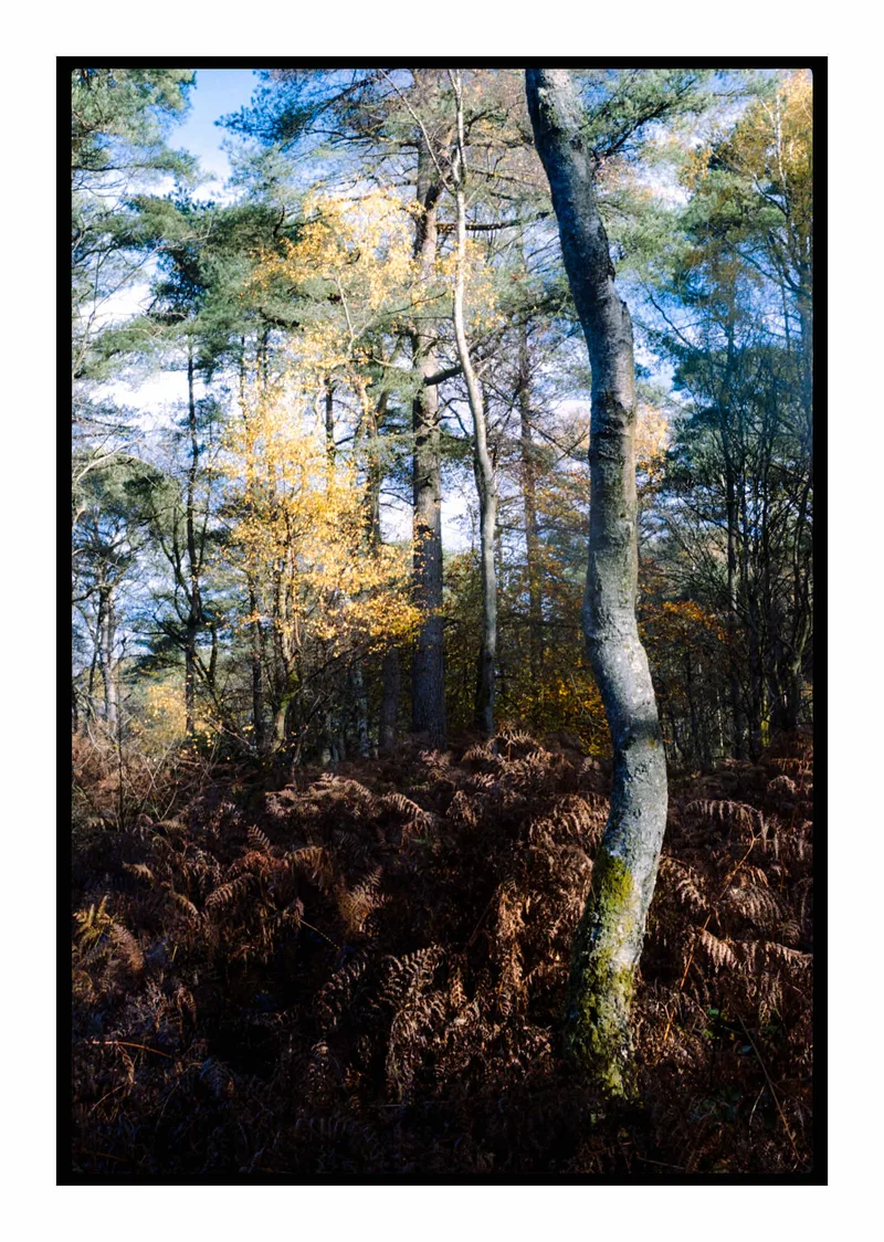 Autumn on Leith Hill shot on Kodak Portra 160 with a Nikon F4, developed at Home / Self-Developed, by Stuart Leeds