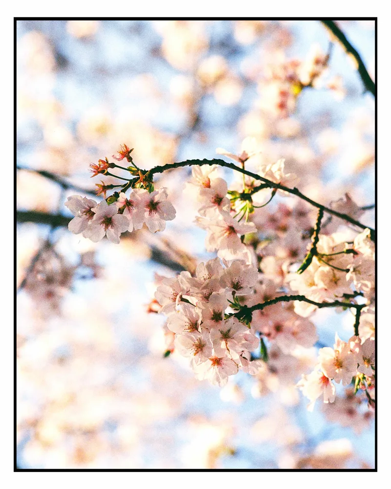 Sakura shot on Kodak Kodacolor 200 with a Contax G2, developed at Osawa Camera, by Marc
