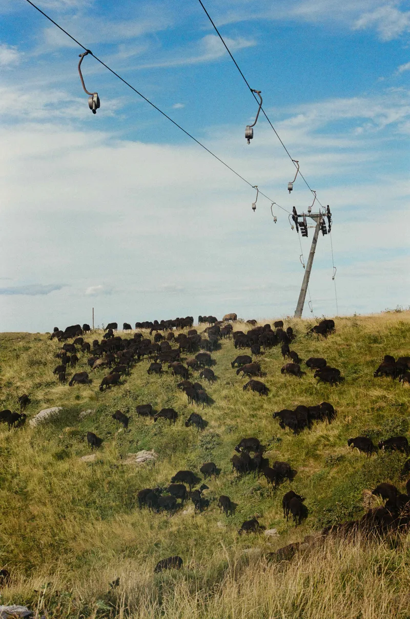 Sheeplift shot on Kodak ColorPlus 200 with a Fujica STX-1, developed at Rtp Fotografia - Torino, by aleristo