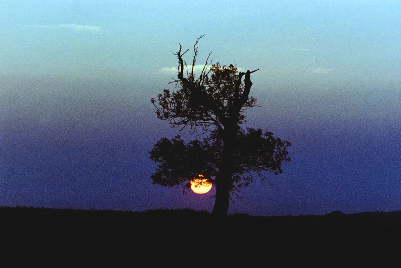 The Sun Tree shot on Jessops Diamond Everyday 400 with a Canon T50, developed at AG Photolab, by Alex Hewitt