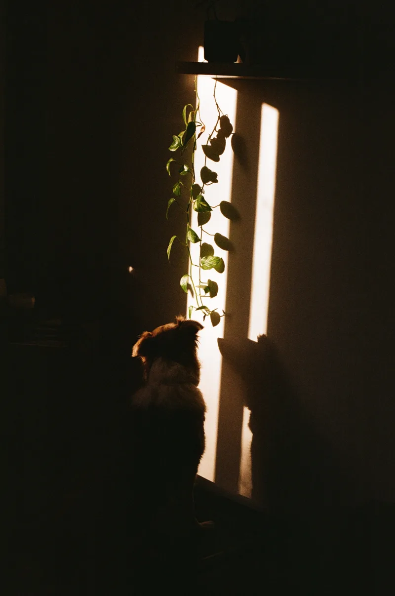 In a Sunbeam shot on Fujifilm 400 with a Minolta Alpha 507si, developed at Hutt Street Photos, by Fox