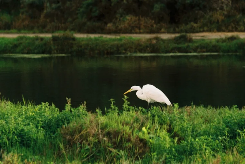 Satisfaction After Catching a Fish shot on Kodak Gold 200 with a Nikon EM, by Merkonfilm