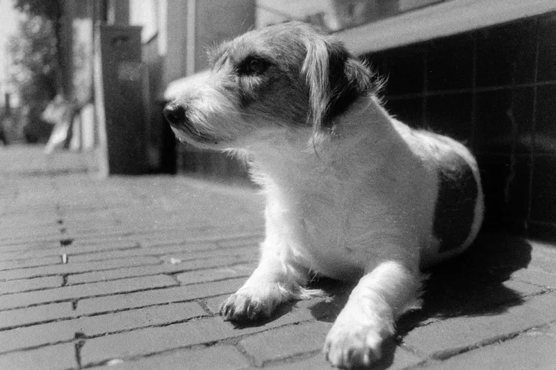 Arnhem Dog shot on ORWO NP20 with a Minolta Dynax 4, developed at Home / Self-Developed, by Adam D'Auria