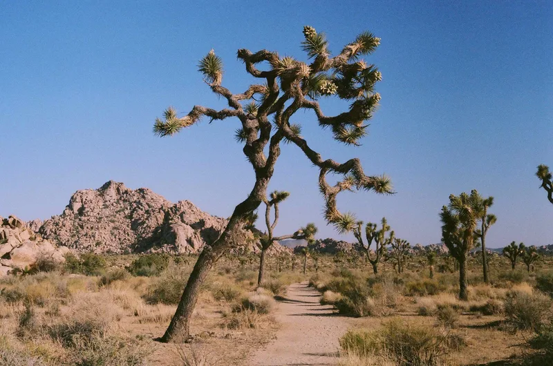 Desert Solitare shot on Kodak Portra 400 with a Canon AT-1, developed at Dodd Camera, by Tim Andrews
