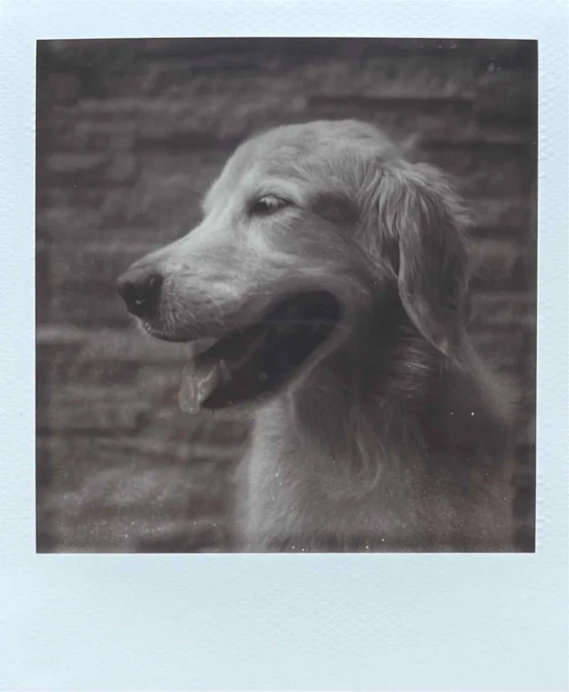 Goodnight Hektor shot on Polaroid B&W SX-70 with a Polaroid SX-70, by BadMonkey