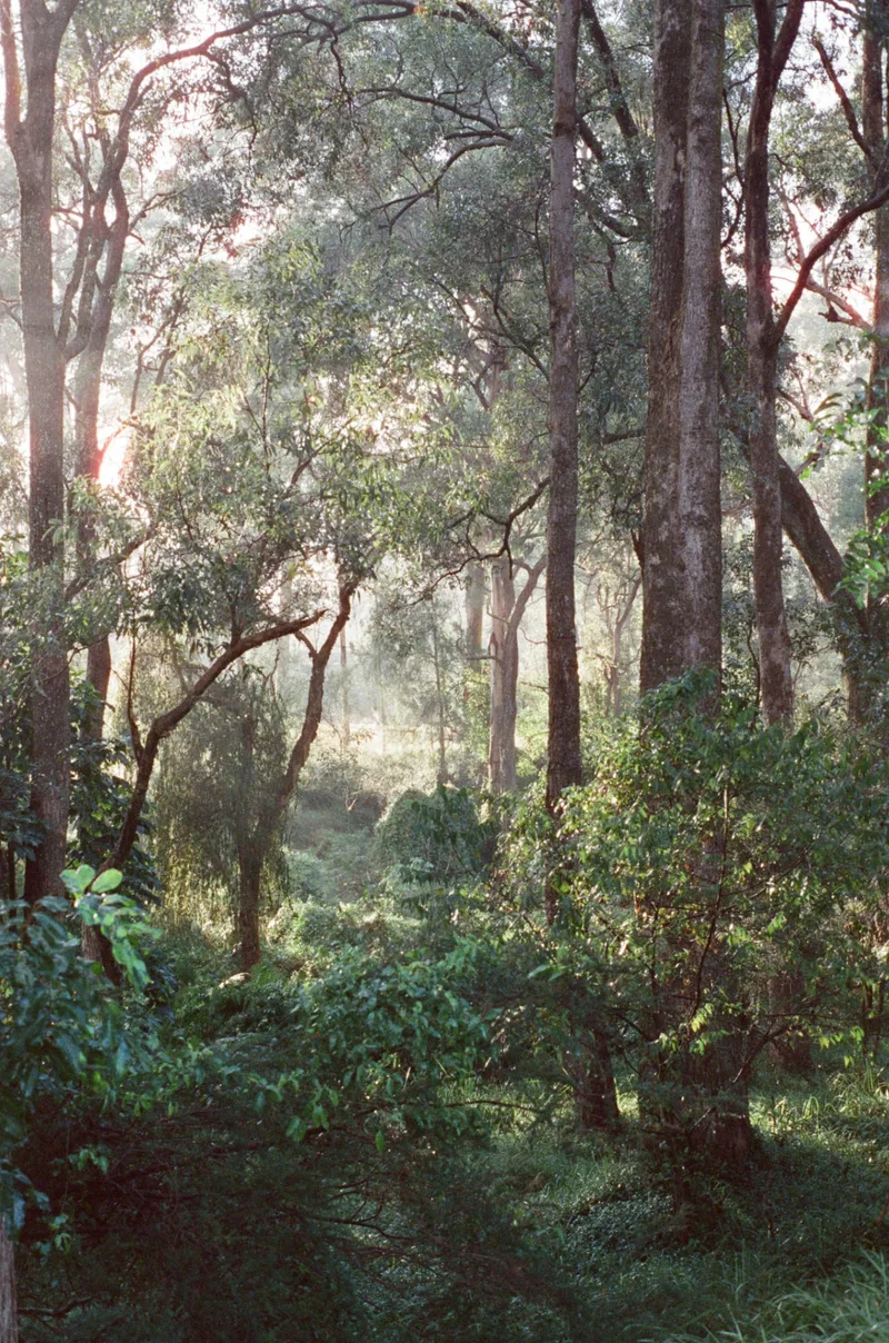 The Deeps of the Green shot on Cinestill 800T with a Minolta Alpha 507si, developed at Hutt Street Photos, by Fox