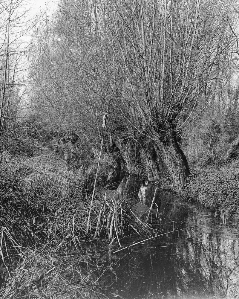 Trees and water shot on Zebra Dry-plate with a Chamonix 45F-2, developed at Home / Self-Developed, by Patrick Marquetecken