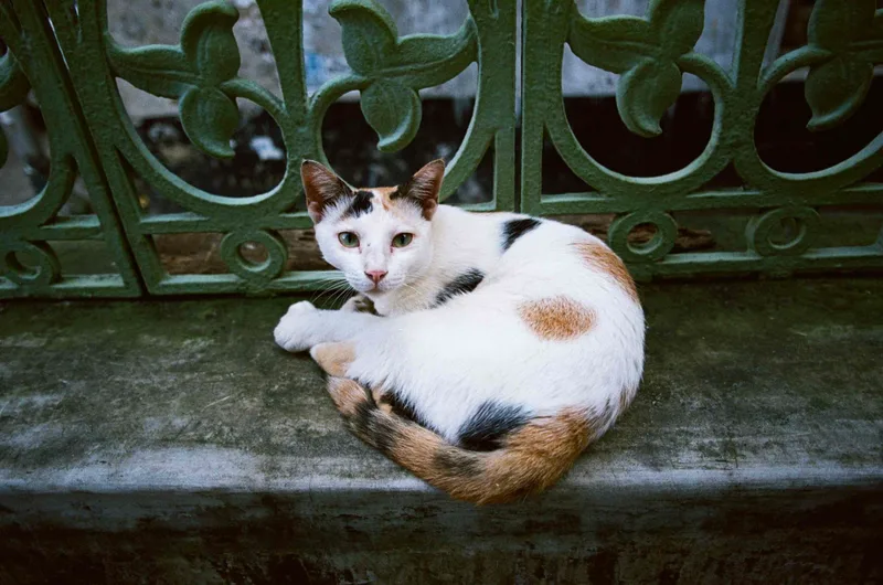 Film photo shot on Kodak Portra 400NC, developed at TollyLab, by Soumyaroop Chatterjee