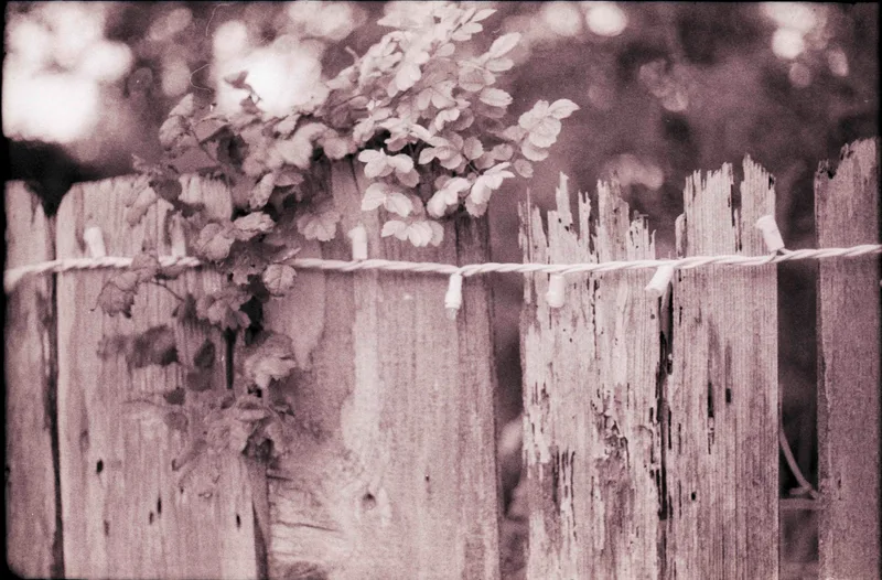 Beautiful Plant Crowns an Old Fence shot on Ilford HP5 Plus 400 with a Kodak Retina IIIC, developed at Home / Self-Developed, by Rad Lobo