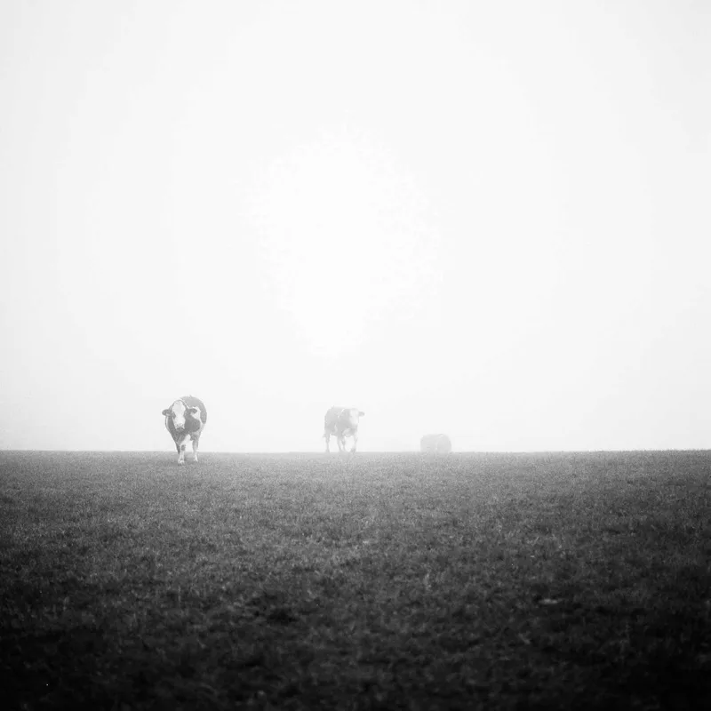 They’ll getya shot on Ilford Kentmere Pan 100 with a Hasselblad 501C, developed at Home / Self-Developed, by Tim