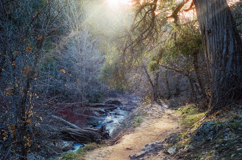 Landscape like a painting shot on Cinestill 800T with a Canon Canonet G-III QL17, developed at Memphis Film Lab, by Matcal (Always_Be_Negative_)