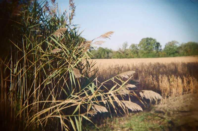 Field shot on Kodak UltraMax 400 with a Holga 135, developed at Nice Film Club, by Mark Scheuern