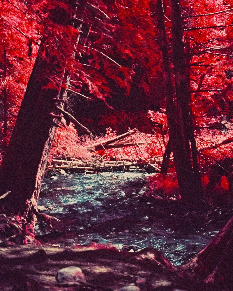 Red Wood 🤷♂️ shot on Kodak Ektachrome Infrared EIR with a Yashica FX-3 Super 2000, developed at GrainyRoll, by Bugatswood