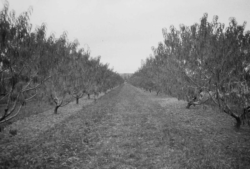 Peaches shot on Ilford HP5 Plus 400 with a Praktica Super TL 1000, by Julio