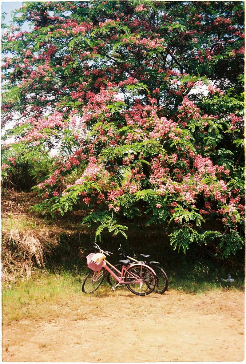 Pink Apple Blossom Tree shot on Fujifilm Superia X-TRA 400 with a Olympus Mju II Zoom 80, developed at 47plus minilab, by nivhty123