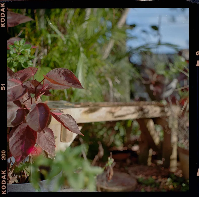 Film photo shot on Kodak Gold 200 with a Zenza Bronica EC, developed at Coastal Film Lab, by Ethan