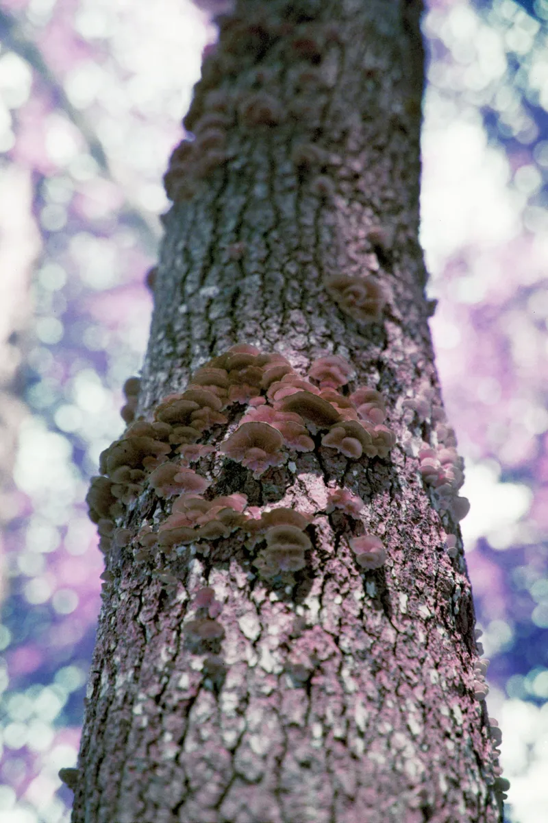 Mushrooms on a tree #2 shot on Lomography LomoChrome Purple 100 with a Minolta α7, developed at Southeastern Camera Carrboro, by Hunter